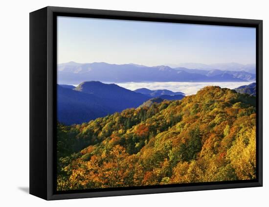 Forest in Autumn Color from Shot Beech Ridge, Great Smoky Mountains National Park, North Carolina-Dennis Flaherty-Framed Stretched Canvas