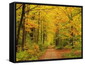 Forest in Autumn, Schoenbuch, Baden-Wurttemberg, Germany, Europe-Jochen Schlenker-Framed Stretched Canvas