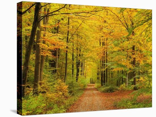 Forest in Autumn, Schoenbuch, Baden-Wurttemberg, Germany, Europe-Jochen Schlenker-Stretched Canvas