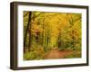 Forest in Autumn, Schoenbuch, Baden-Wurttemberg, Germany, Europe-Jochen Schlenker-Framed Premium Photographic Print