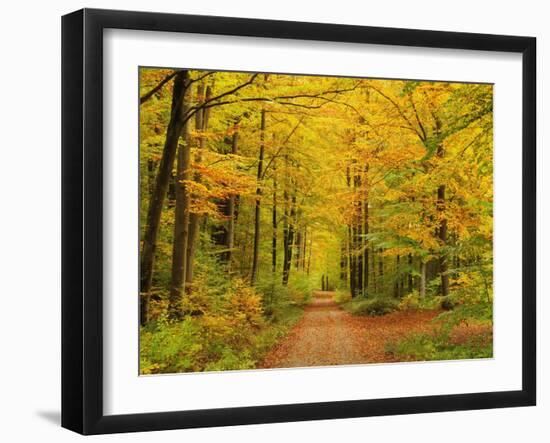 Forest in Autumn, Schoenbuch, Baden-Wurttemberg, Germany, Europe-Jochen Schlenker-Framed Premium Photographic Print