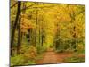 Forest in Autumn, Schoenbuch, Baden-Wurttemberg, Germany, Europe-Jochen Schlenker-Mounted Premium Photographic Print