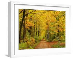 Forest in Autumn, Schoenbuch, Baden-Wurttemberg, Germany, Europe-Jochen Schlenker-Framed Photographic Print