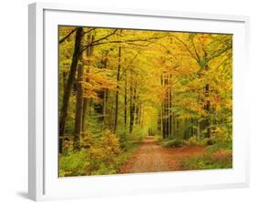 Forest in Autumn, Schoenbuch, Baden-Wurttemberg, Germany, Europe-Jochen Schlenker-Framed Photographic Print