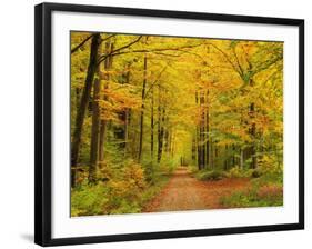 Forest in Autumn, Schoenbuch, Baden-Wurttemberg, Germany, Europe-Jochen Schlenker-Framed Photographic Print