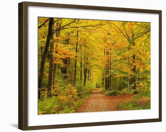 Forest in Autumn, Schoenbuch, Baden-Wurttemberg, Germany, Europe-Jochen Schlenker-Framed Photographic Print