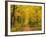 Forest in Autumn, Schoenbuch, Baden-Wurttemberg, Germany, Europe-Jochen Schlenker-Framed Photographic Print