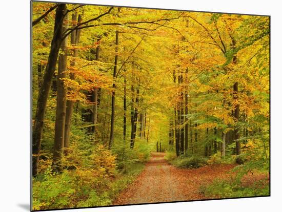 Forest in Autumn, Schoenbuch, Baden-Wurttemberg, Germany, Europe-Jochen Schlenker-Mounted Photographic Print