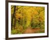 Forest in Autumn, Schoenbuch, Baden-Wurttemberg, Germany, Europe-Jochen Schlenker-Framed Photographic Print