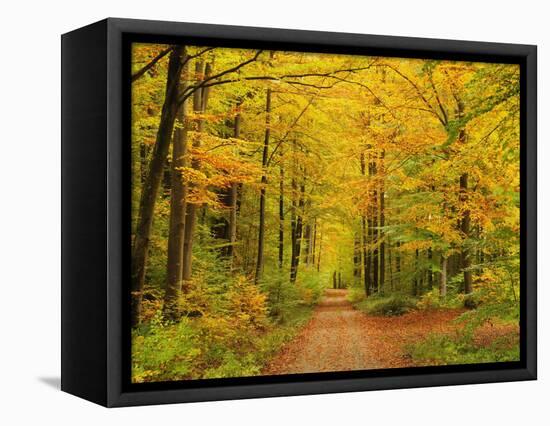 Forest in Autumn, Schoenbuch, Baden-Wurttemberg, Germany, Europe-Jochen Schlenker-Framed Stretched Canvas