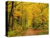 Forest in Autumn, Schoenbuch, Baden-Wurttemberg, Germany, Europe-Jochen Schlenker-Stretched Canvas