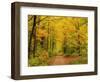 Forest in Autumn, Schoenbuch, Baden-Wurttemberg, Germany, Europe-Jochen Schlenker-Framed Photographic Print