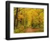 Forest in Autumn, Schoenbuch, Baden-Wurttemberg, Germany, Europe-Jochen Schlenker-Framed Photographic Print