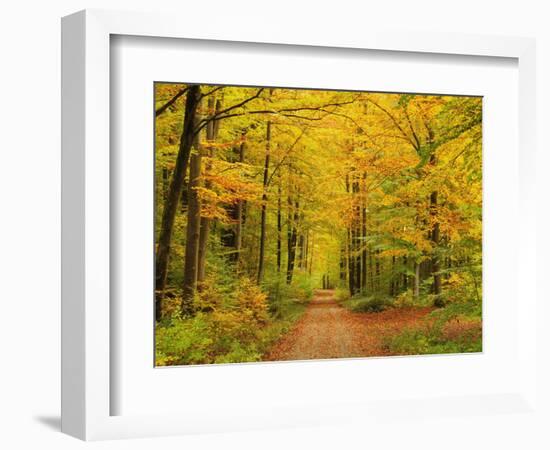 Forest in Autumn, Schoenbuch, Baden-Wurttemberg, Germany, Europe-Jochen Schlenker-Framed Photographic Print