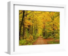 Forest in Autumn, Schoenbuch, Baden-Wurttemberg, Germany, Europe-Jochen Schlenker-Framed Photographic Print