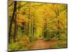 Forest in Autumn, Schoenbuch, Baden-Wurttemberg, Germany, Europe-Jochen Schlenker-Mounted Photographic Print