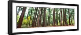 Forest in early morning, Wetlands, Northern Highlands, Nicolet National Forest, Wisconsin, USA-null-Framed Photographic Print