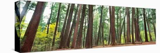 Forest in early morning, Wetlands, Northern Highlands, Nicolet National Forest, Wisconsin, USA-null-Stretched Canvas