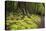 Forest in Fiordland National Park, Te Anau, New Zealand-Paul Dymond-Stretched Canvas