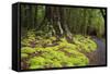 Forest in Fiordland National Park, Te Anau, New Zealand-Paul Dymond-Framed Stretched Canvas