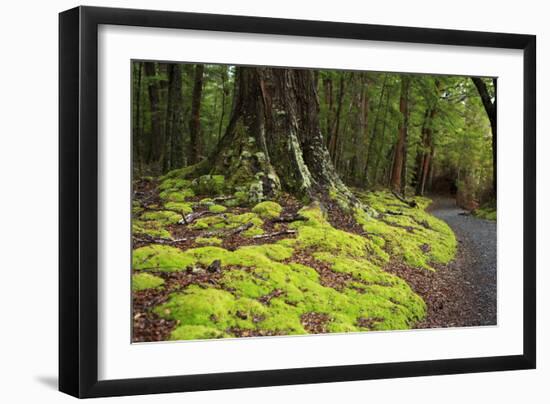 Forest in Fiordland National Park, Te Anau, New Zealand-Paul Dymond-Framed Photographic Print