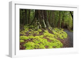 Forest in Fiordland National Park, Te Anau, New Zealand-Paul Dymond-Framed Photographic Print