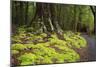 Forest in Fiordland National Park, Te Anau, New Zealand-Paul Dymond-Mounted Photographic Print