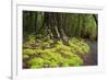 Forest in Fiordland National Park, Te Anau, New Zealand-Paul Dymond-Framed Photographic Print