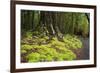 Forest in Fiordland National Park, Te Anau, New Zealand-Paul Dymond-Framed Photographic Print