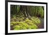 Forest in Fiordland National Park, Te Anau, New Zealand-Paul Dymond-Framed Photographic Print