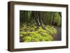 Forest in Fiordland National Park, Te Anau, New Zealand-Paul Dymond-Framed Photographic Print