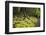 Forest in Fiordland National Park, Te Anau, New Zealand-Paul Dymond-Framed Photographic Print