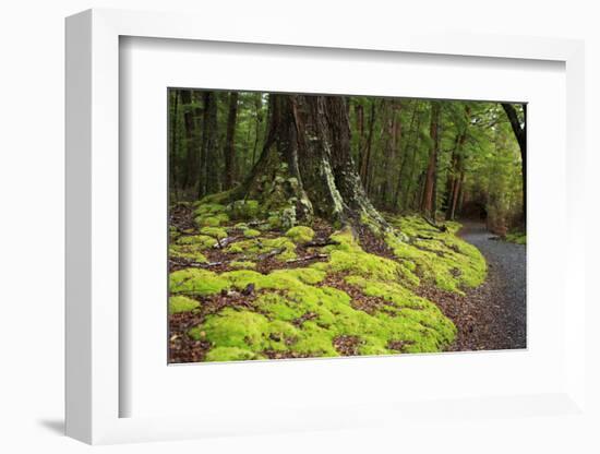 Forest in Fiordland National Park, Te Anau, New Zealand-Paul Dymond-Framed Photographic Print