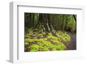 Forest in Fiordland National Park, Te Anau, New Zealand-Paul Dymond-Framed Photographic Print