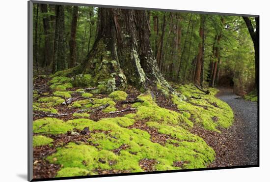 Forest in Fiordland National Park, Te Anau, New Zealand-Paul Dymond-Mounted Photographic Print