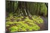 Forest in Fiordland National Park, Te Anau, New Zealand-Paul Dymond-Mounted Photographic Print