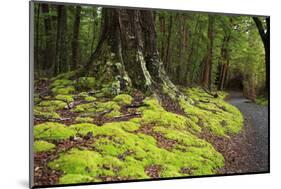 Forest in Fiordland National Park, Te Anau, New Zealand-Paul Dymond-Mounted Photographic Print