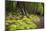 Forest in Fiordland National Park, Te Anau, New Zealand-Paul Dymond-Mounted Photographic Print