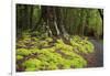 Forest in Fiordland National Park, Te Anau, New Zealand-Paul Dymond-Framed Photographic Print