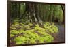 Forest in Fiordland National Park, Te Anau, New Zealand-Paul Dymond-Framed Photographic Print