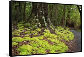 Forest in Fiordland National Park, Te Anau, New Zealand-Paul Dymond-Framed Stretched Canvas