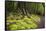 Forest in Fiordland National Park, Te Anau, New Zealand-Paul Dymond-Framed Stretched Canvas