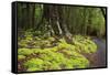 Forest in Fiordland National Park, Te Anau, New Zealand-Paul Dymond-Framed Stretched Canvas