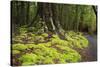 Forest in Fiordland National Park, Te Anau, New Zealand-Paul Dymond-Stretched Canvas