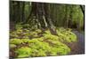 Forest in Fiordland National Park, Te Anau, New Zealand-Paul Dymond-Mounted Photographic Print