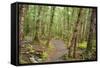 Forest in Fiordland National Park, Te Anau, New Zealand-Paul Dymond-Framed Stretched Canvas