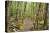 Forest in Fiordland National Park, Te Anau, New Zealand-Paul Dymond-Stretched Canvas