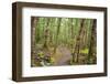 Forest in Fiordland National Park, Te Anau, New Zealand-Paul Dymond-Framed Photographic Print