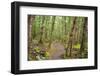 Forest in Fiordland National Park, Te Anau, New Zealand-Paul Dymond-Framed Photographic Print