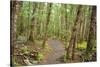 Forest in Fiordland National Park, Te Anau, New Zealand-Paul Dymond-Stretched Canvas